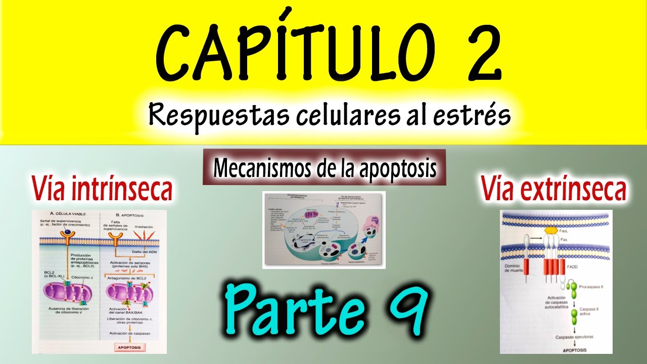 CAPÍTULO 2 Robbins: Mecanismos de la APOPTOSIS ⚠️ (Vía INTRÍNSECA y EXTRÍNSECA) - Completo!!