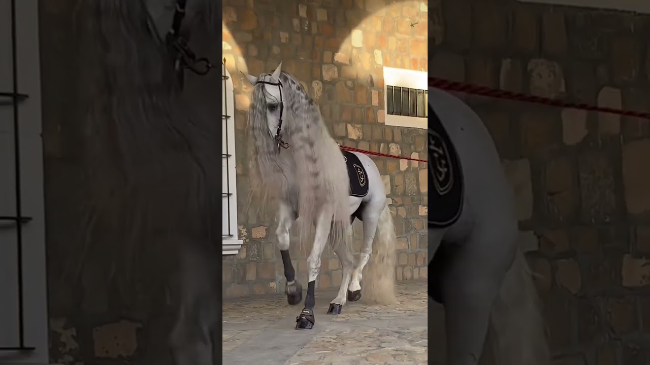 horse dance teaching Masters.ph.9019068056
