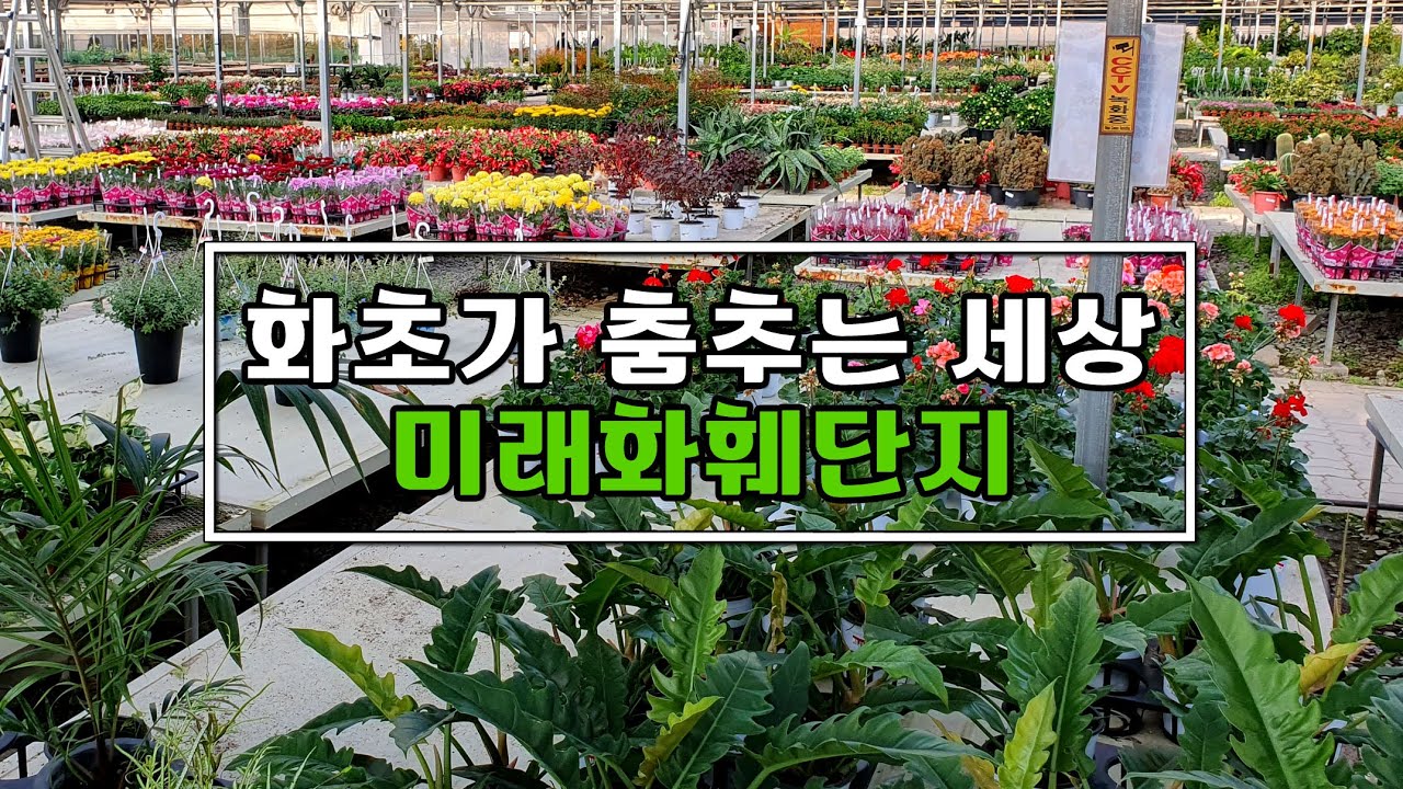 부산 미래화훼단지 (1편) - 12월에는 어떤 식물들이 있는지 함께 보실까요?