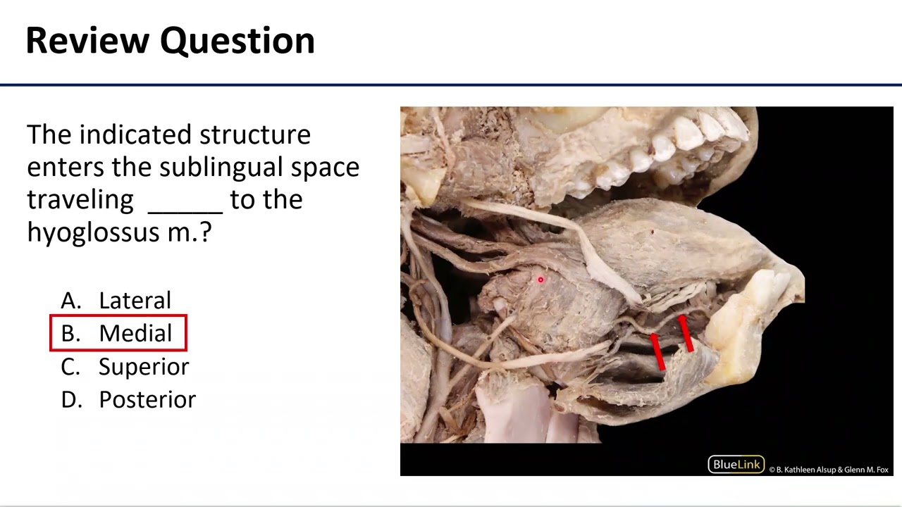 Sublingual Space