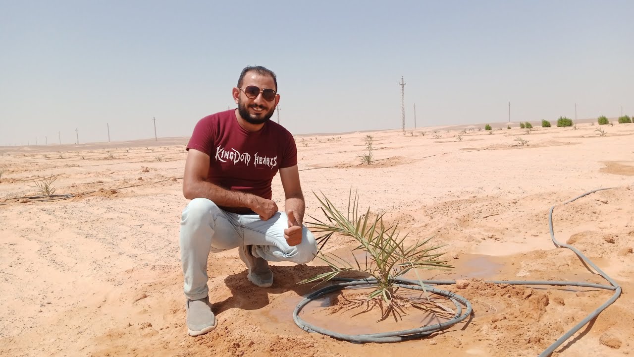 زراعة ٣٠٠٠ نسيج برحيDbD بالمنيا في ٥٠ فدان معكم خطوة بخطوة 🌴