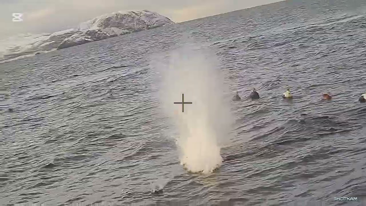 Eider hunt.   