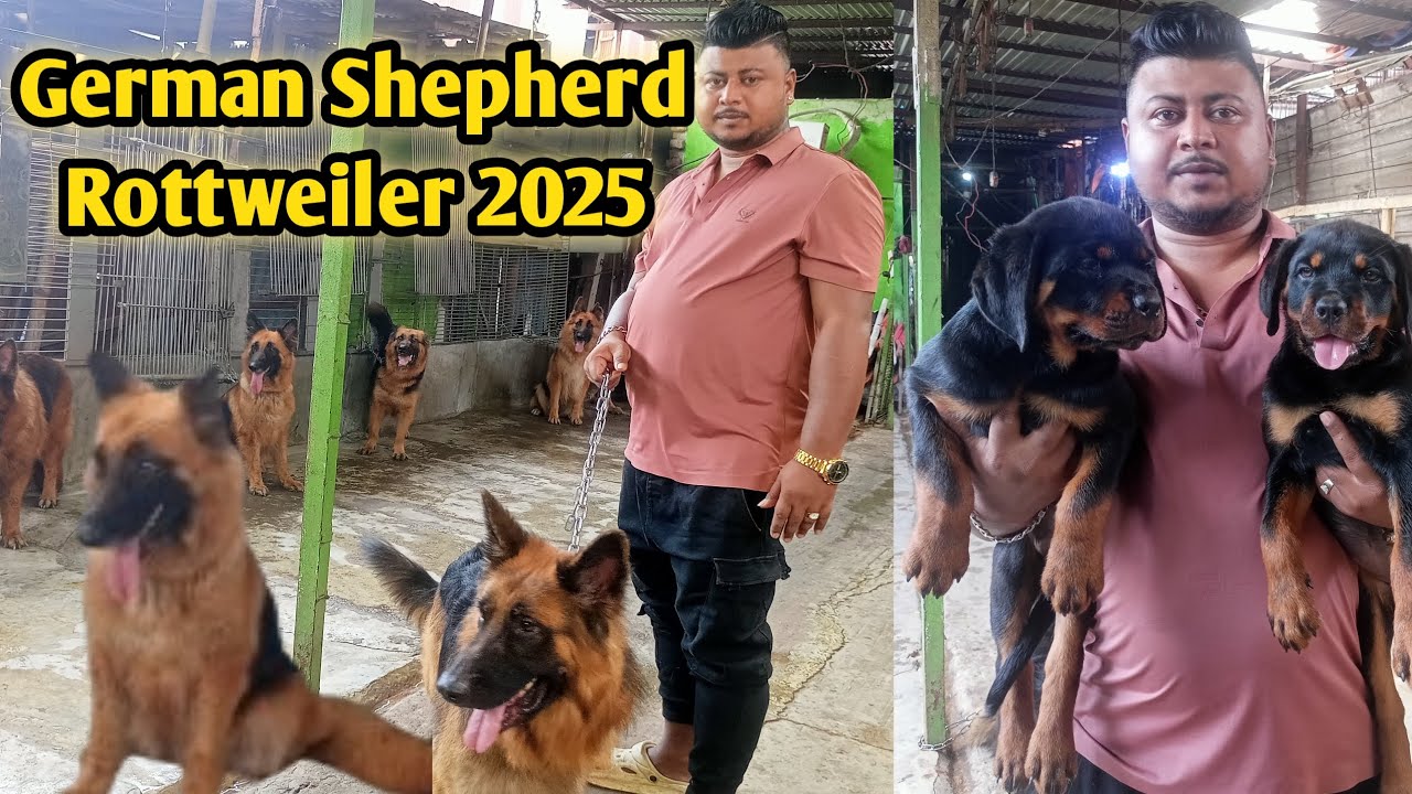 German Shepherd price in Bd 2025| Rottweiler puppy price 2025|Guard dog farm 2025 #jarmansafed