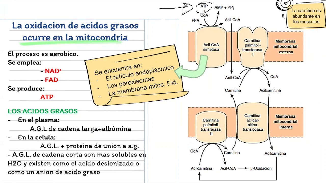 Oxidación de Ácidos Grasos: La cetogénesis (Capítulo 22)