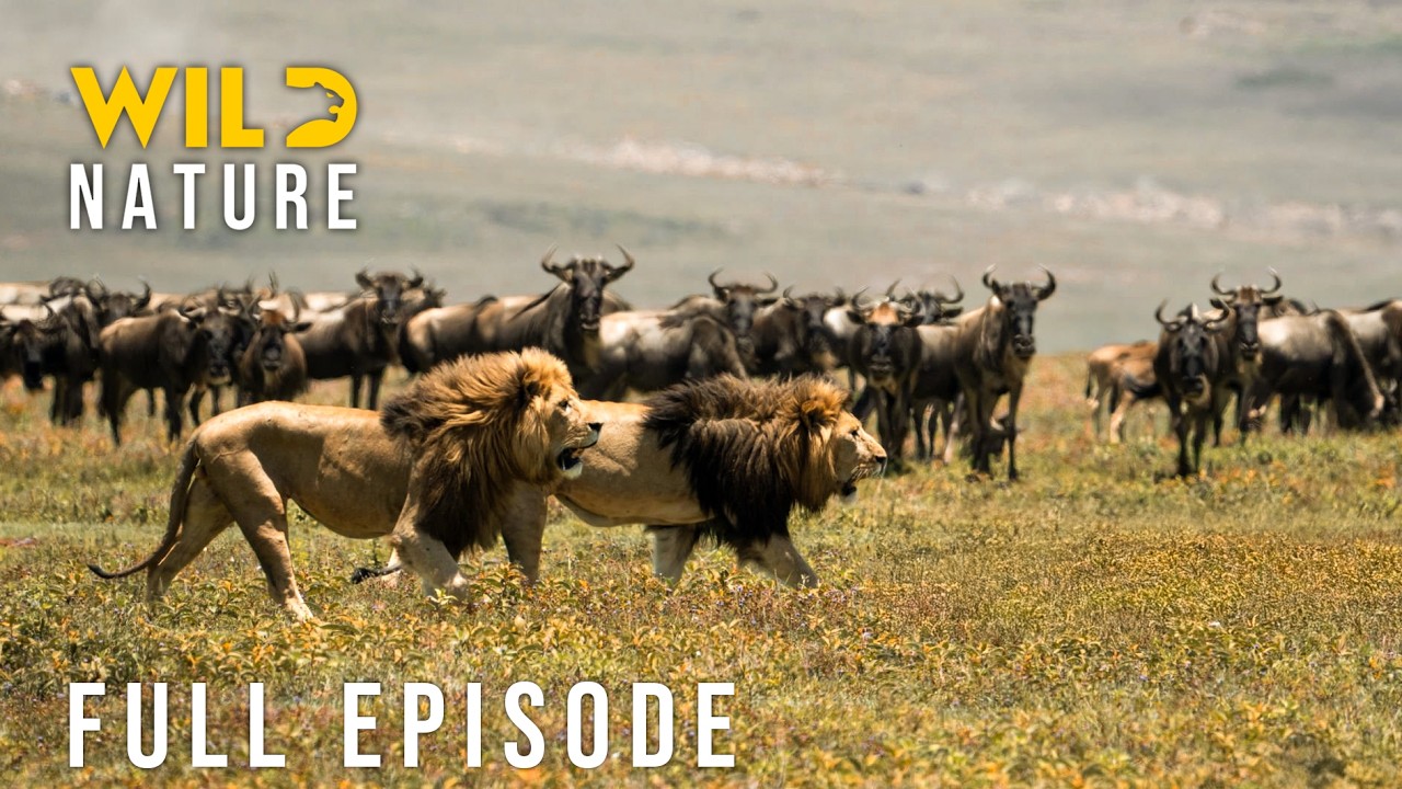 WILD MIGRATION: Nature&rsquo;s Most Extreme Survival Battles (Full Episode) | Nature animal documentary