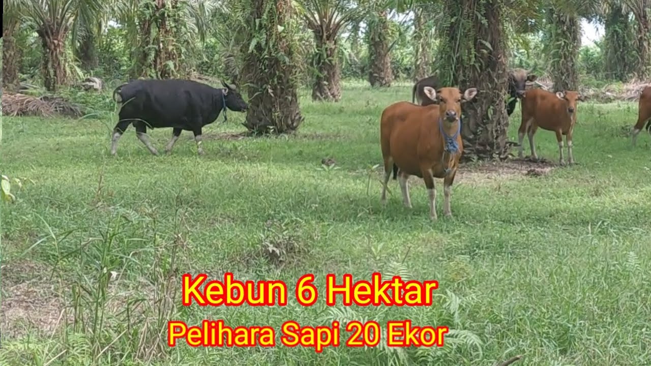 Kisah Sukses Petani Sawit 6 Hektar//Beternak Sapi 20 Ekor