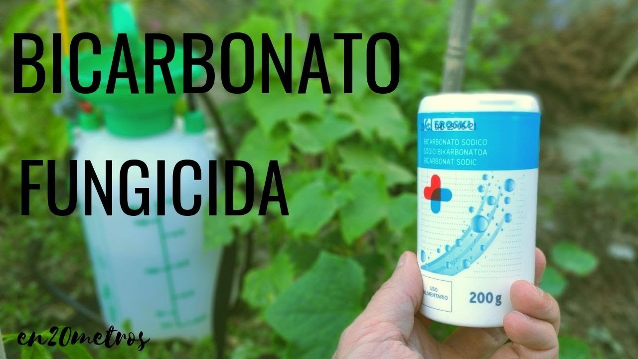 El FUNGICIDA más barato y FÁCIL DE USAR contra oídio y mildiu | BICARBONATO || en20metros