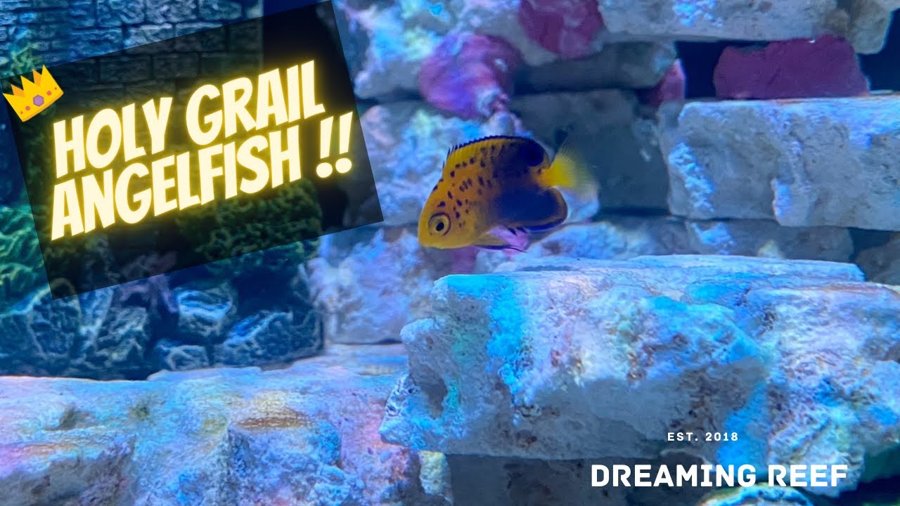 Rare interruptus angelfish in our studio !!