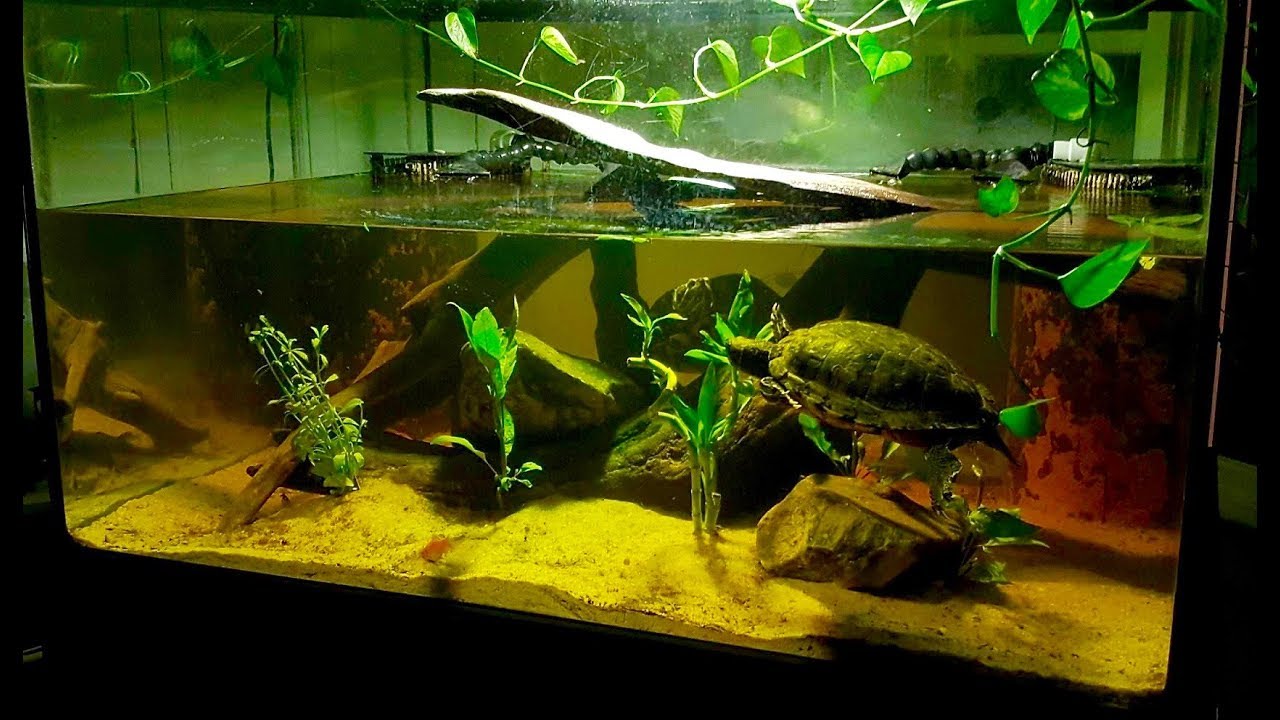Red Eared Slider Turtle Habitat - Huge Freshwater Aquarium!