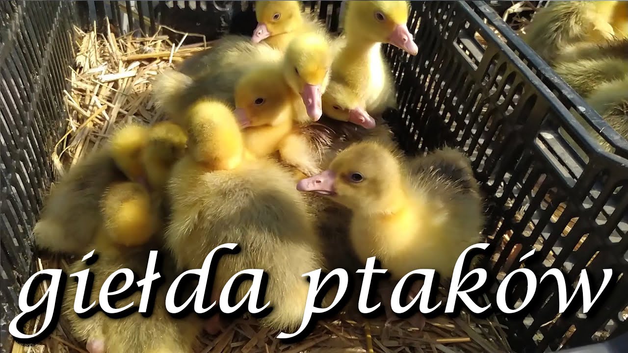 Pszczyńska giełda ptaków 15.05.2022