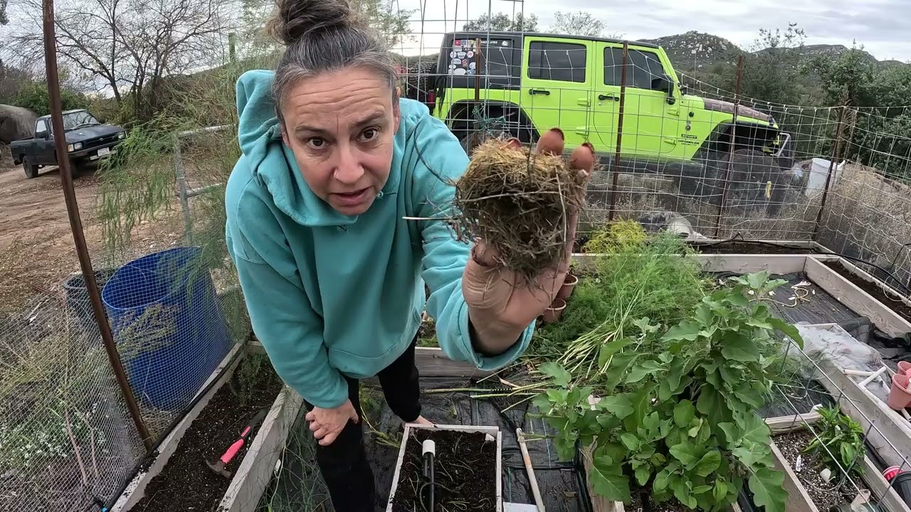 Cutting Down My Asparagus For The Season