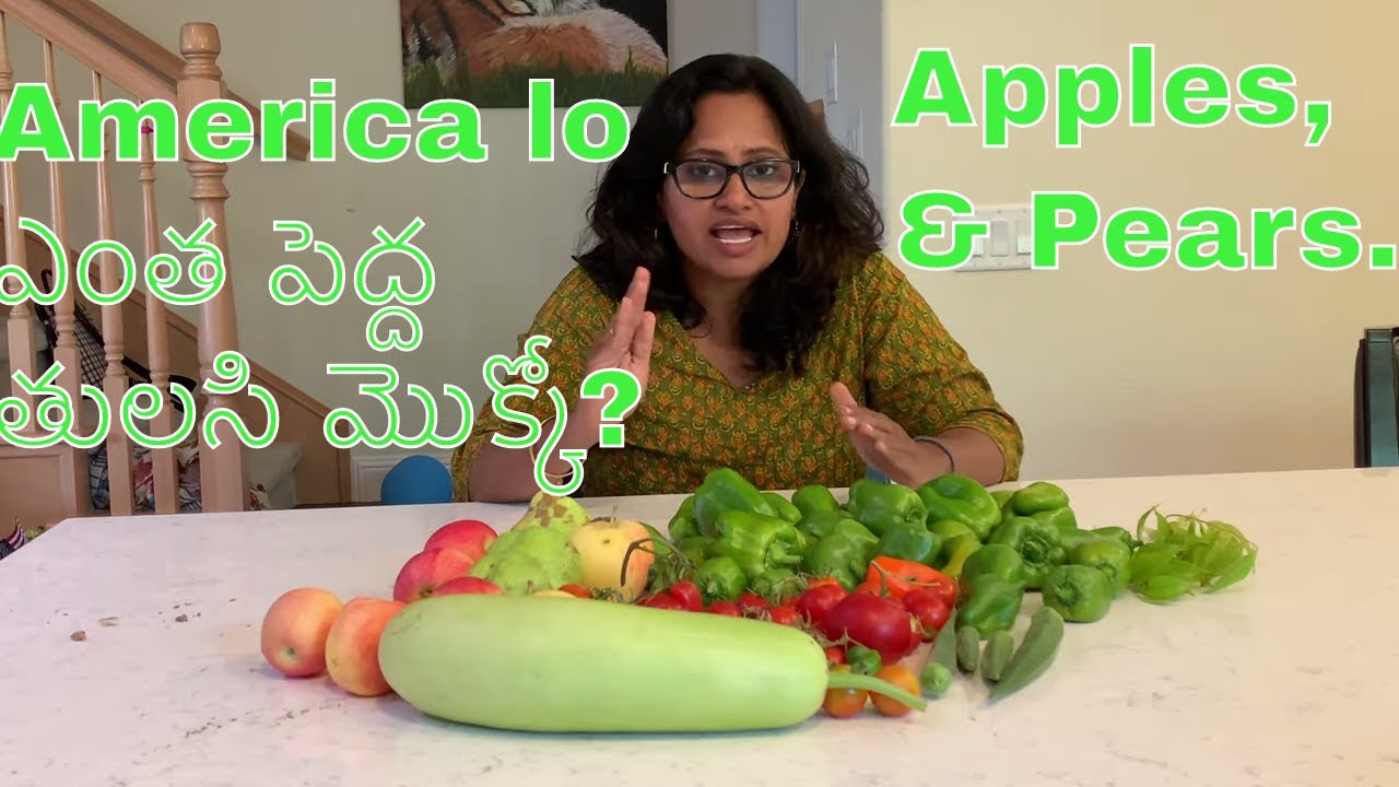 America lo ఎంత పెద్ద తులసి మొక్కో? Apple trees ఎలా వేయాలి?
