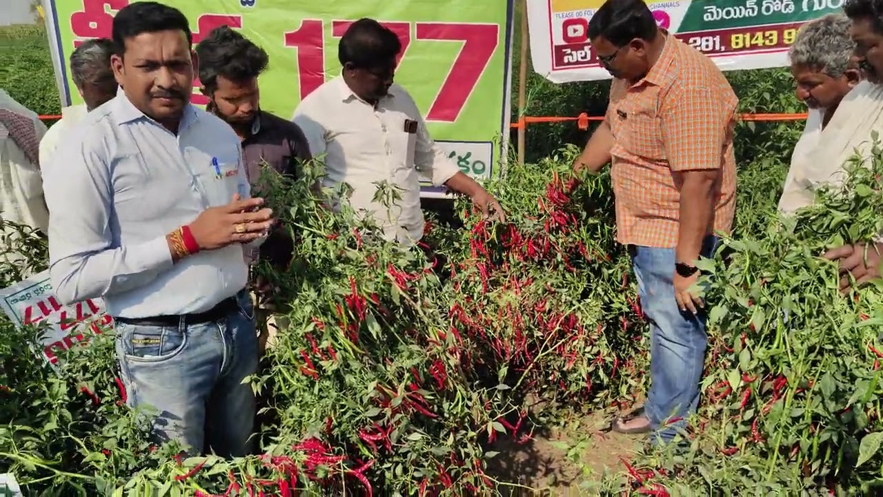 ఎకరం 35 నుంచి 40 క్వింటాళ్ళ దిగుబడి వస్తుంది అంటున్న రైతులు 8143915281,9441915281