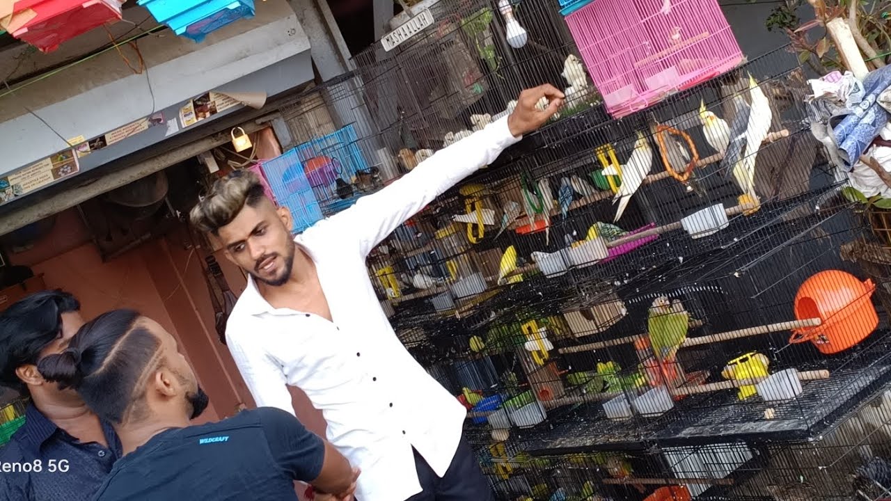 low price birds in Mumbai malad