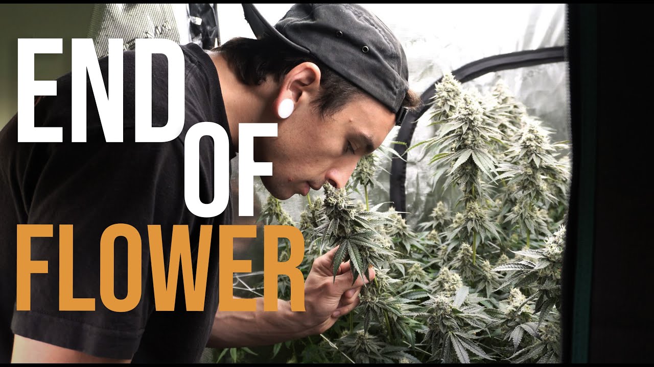 OMFG Strain END of Flower - Aircube Ebb & Flow - How to Grow Weed