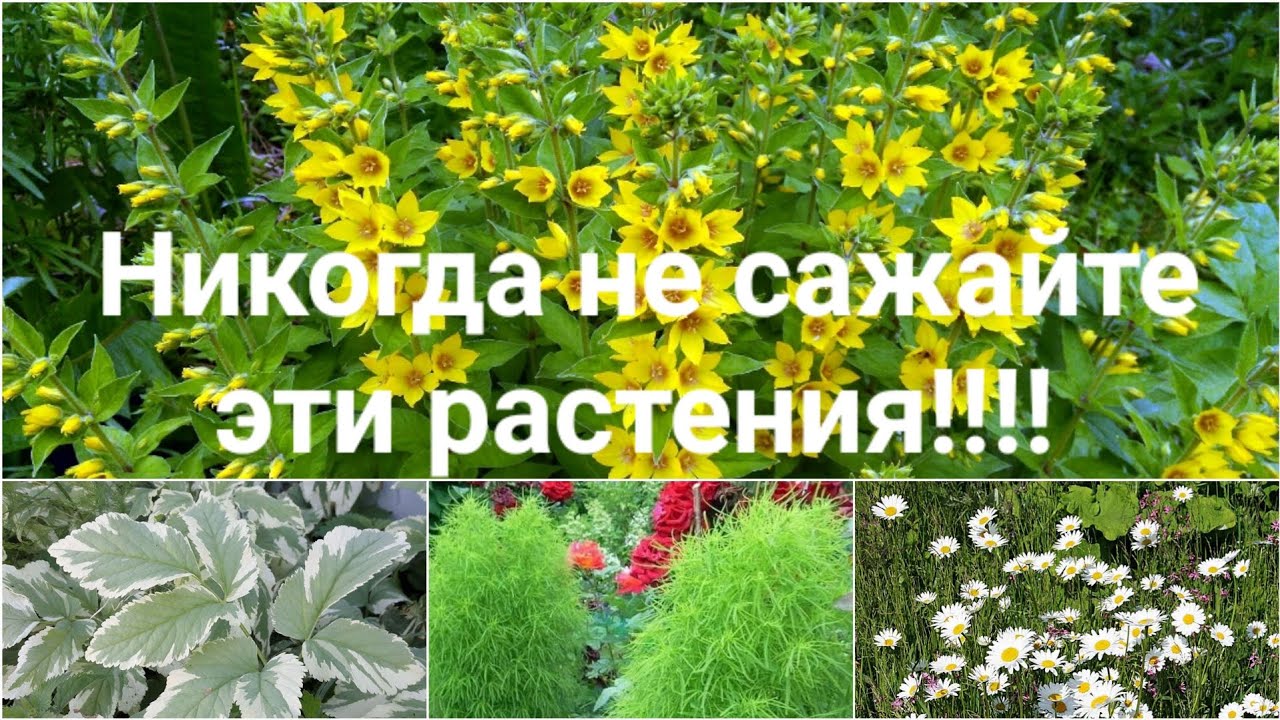 Осторожно!! Растения 