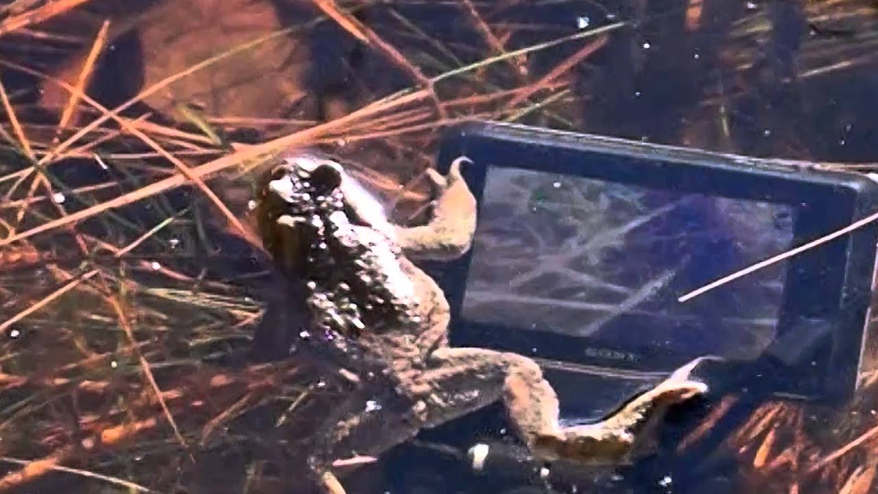 The Official Teaser - The Toad Movie
