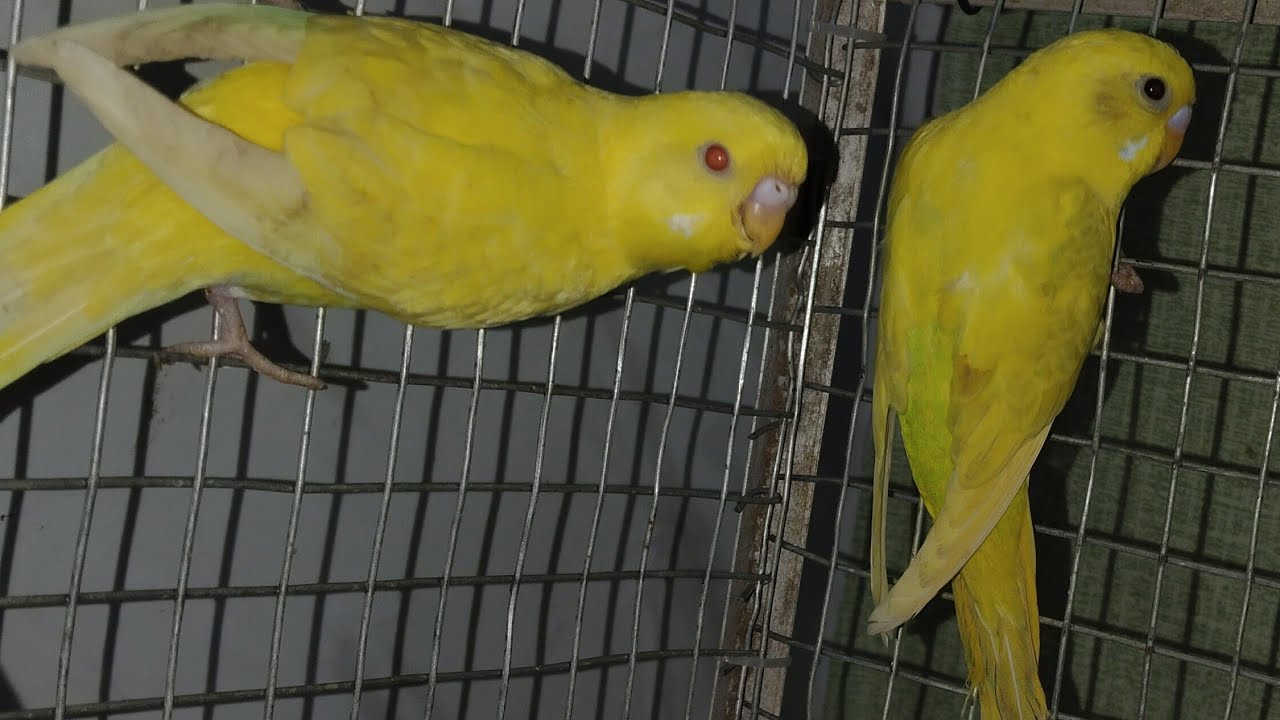 BUDGIE BIRDS #LIVE #ACTIVTY #MOMENTS