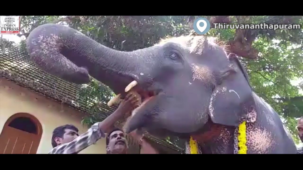 Kerala elephant lovers cherish 'Aanayoottu' amid torrential showers