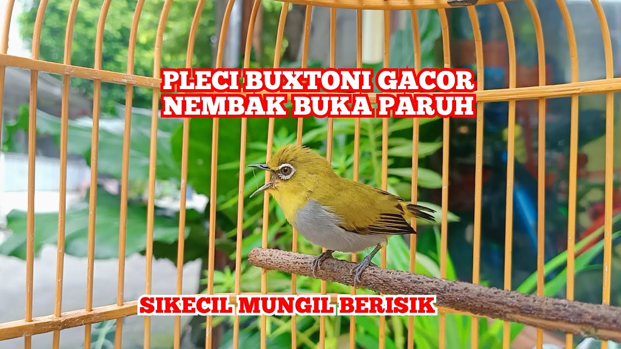 Burung Pleci Bustomi Gacor Ngalas Buka Paruh &lrm;&lrm;@SONSIN Net