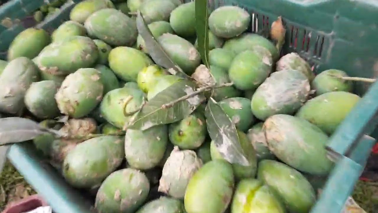 Aam toot kar kis tarah paek hokar manddi ko bikne ke liye jata hae