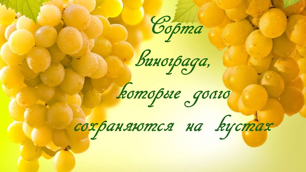 Сорта винограда, которые долго сохраняются на кустах