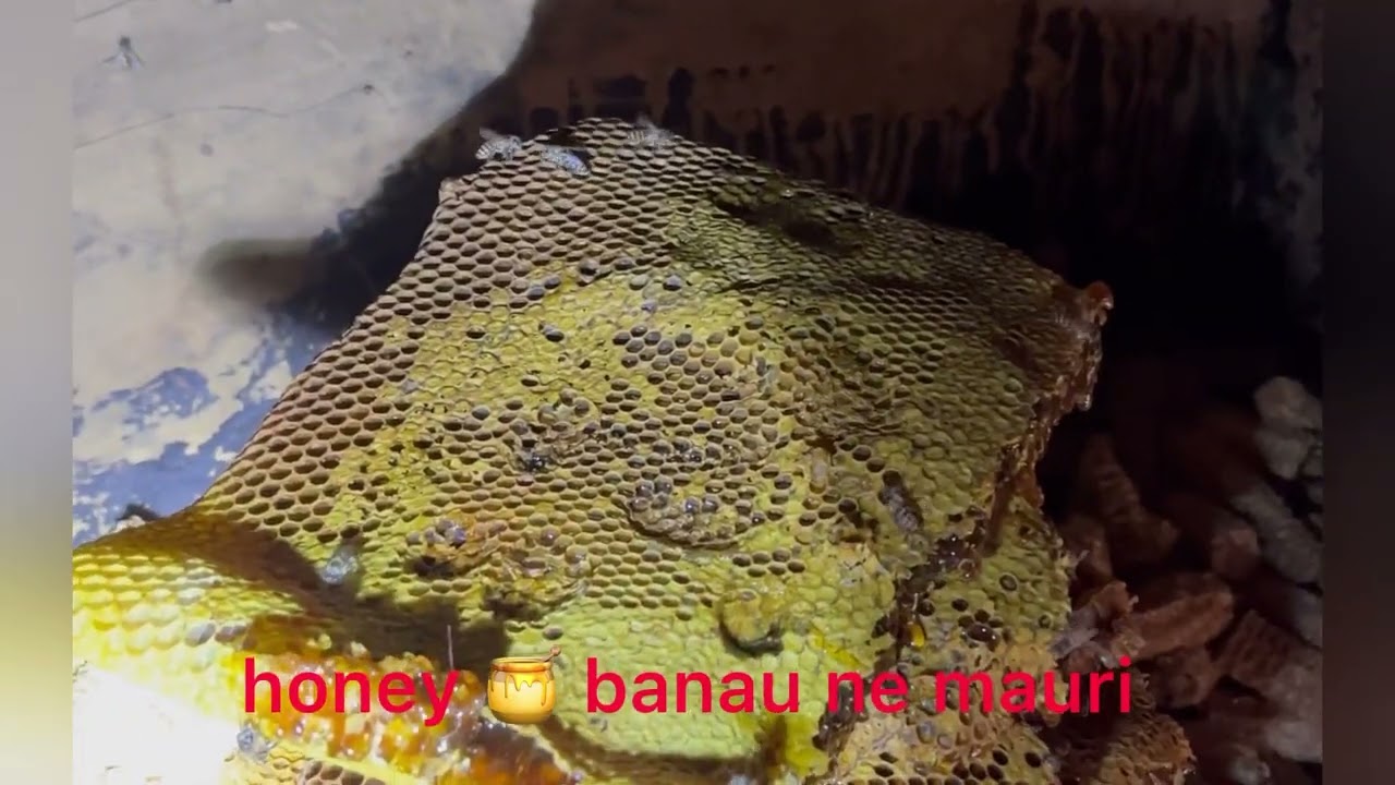 #honey _maha_kasari_banauxa_hernu_hola_hae  Ani mero Channel ni subscribe gardinu hola
