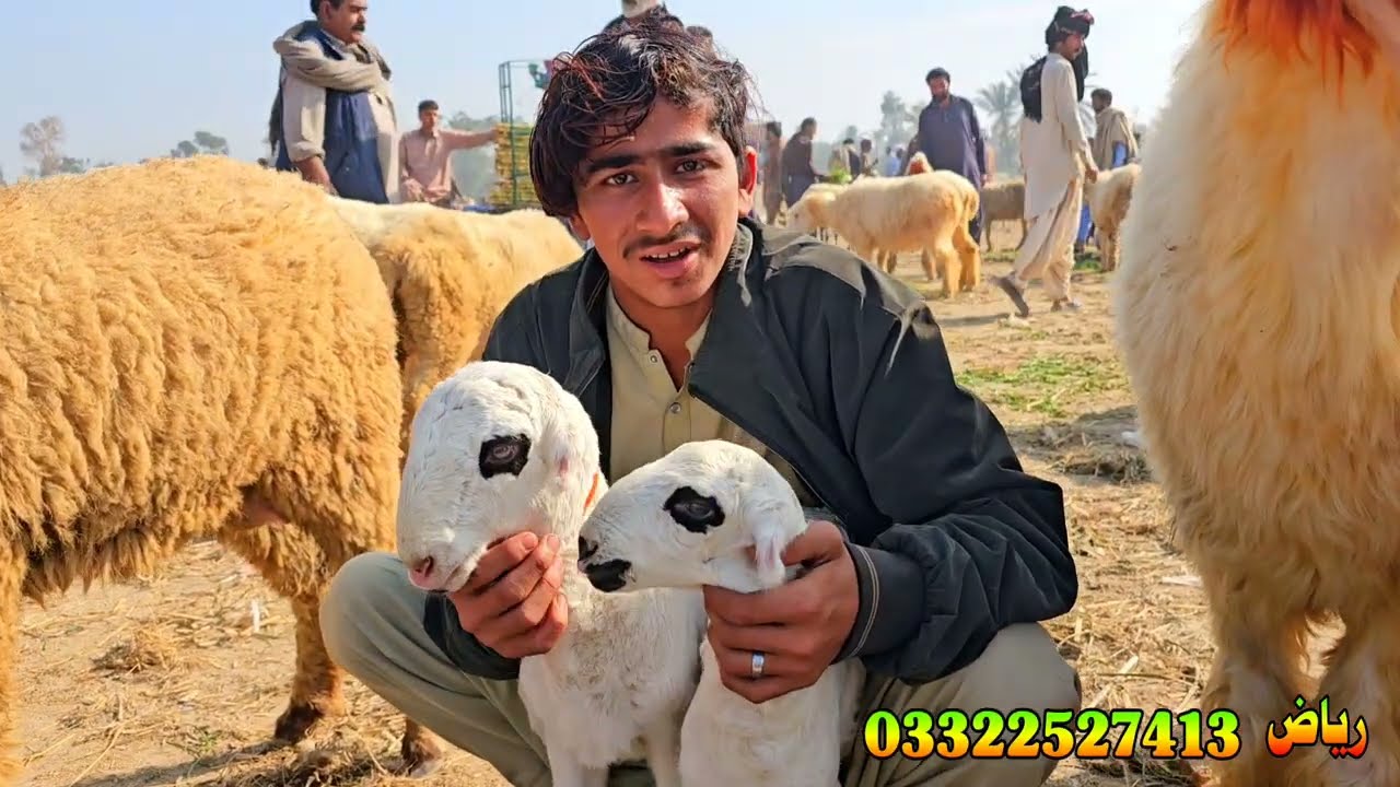 مندرہ مارکیٹ سستی منڈی جلدی خریداری کر لیں بسم اللہ مندرہ فارم ریاض بھائی ڈیرہ غازی خان