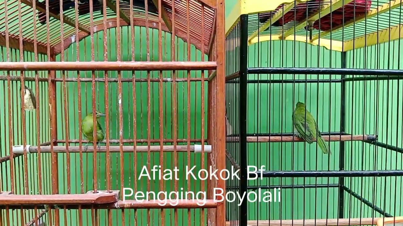 Pengkondisian Burung Cocak Ijo Mini Utk Dipelihara di Aviary #Aviary #CocakIjoMini #Burung #Hewan