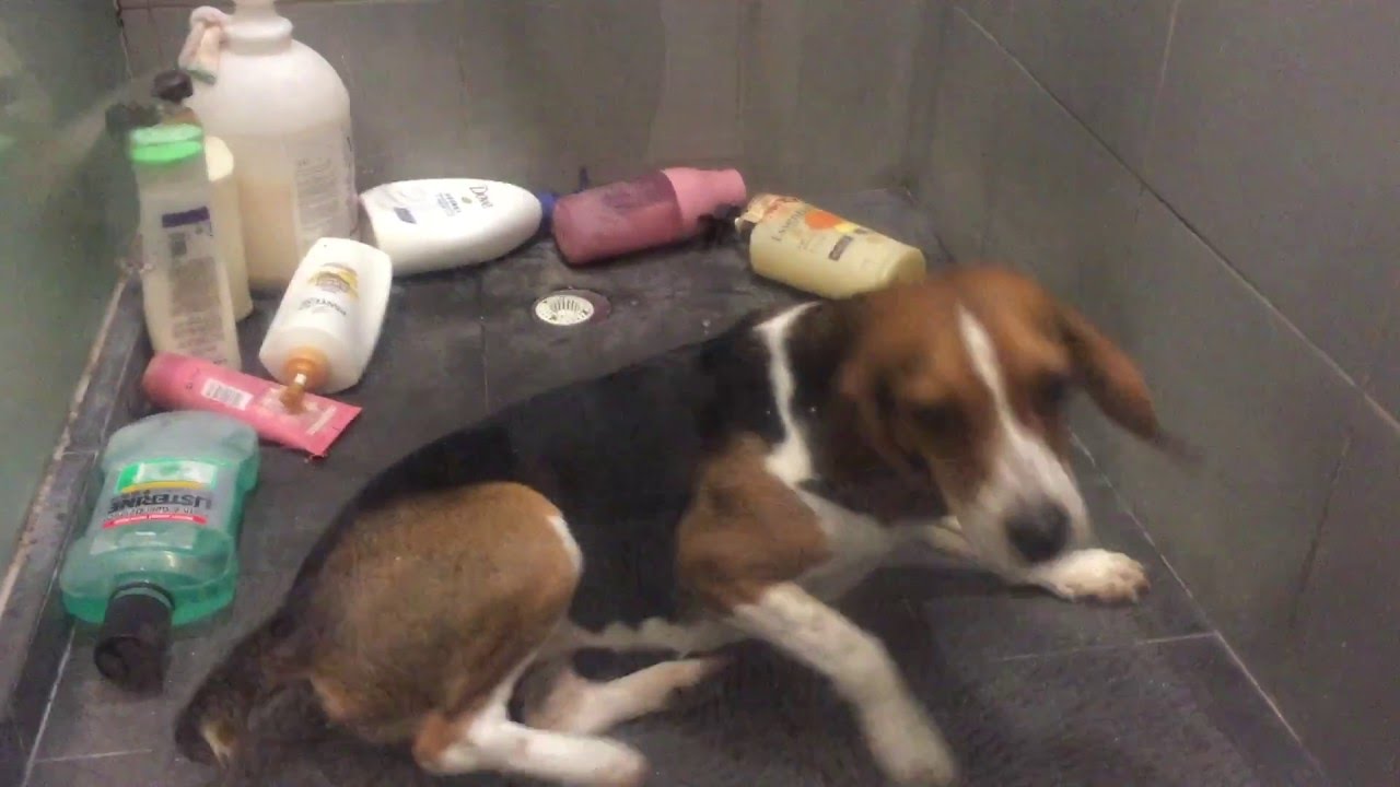 2 Drunk Beagles