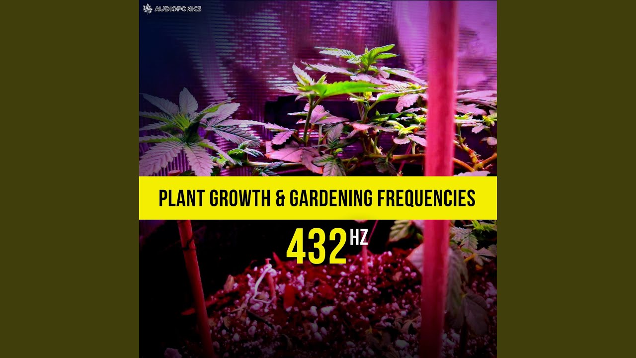 Weed Growing Music