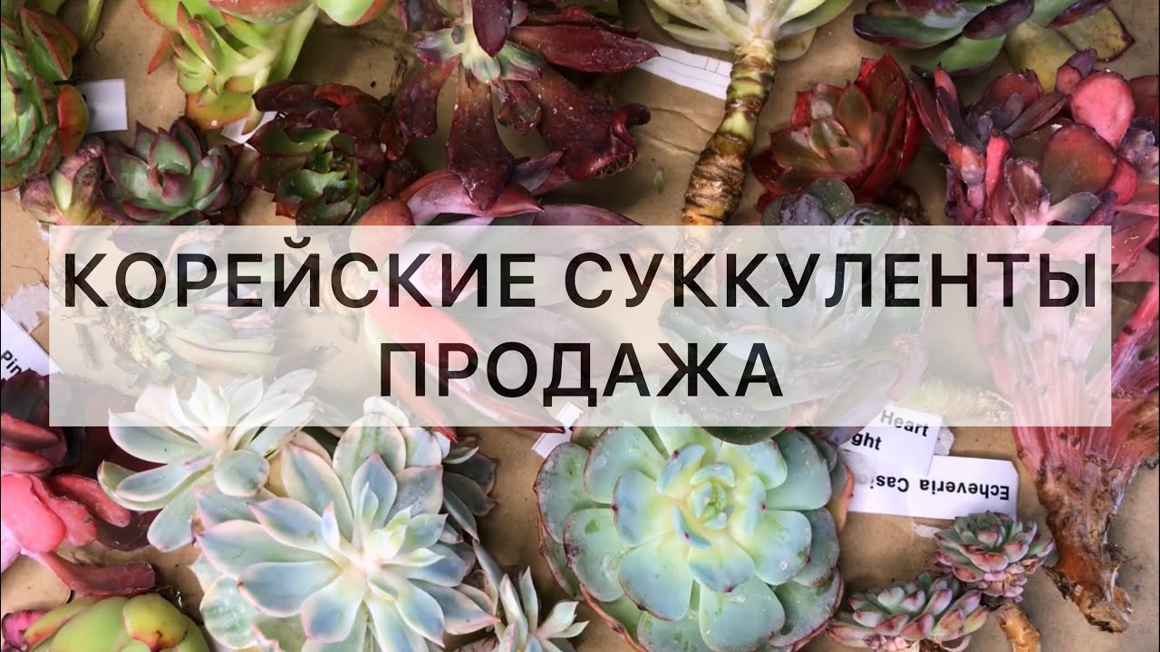 Корейские суккуленты. Продажа. Эхеверии 🤗