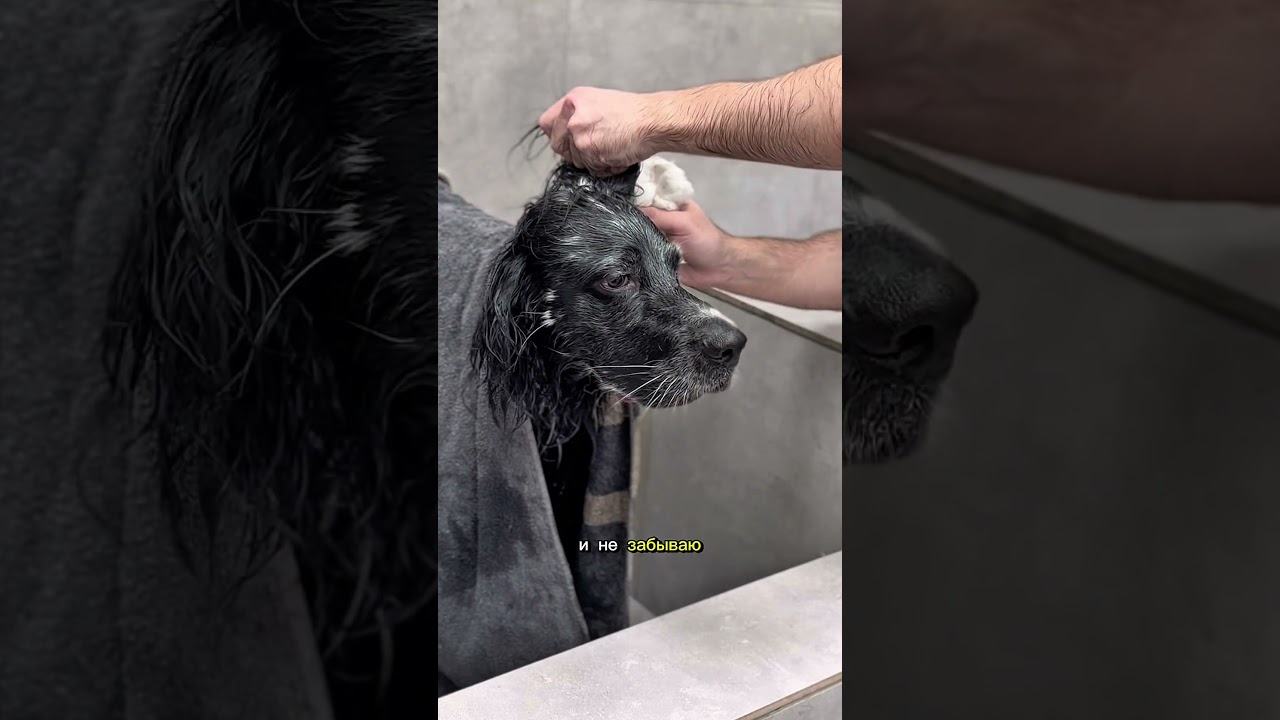 ИРЛАНДСКИЙ СЕТТЕР (Шерлок) В ГРУМИНГ-САЛОНЕ #grooming #собака #dogs #животные #tbilisi #груминг