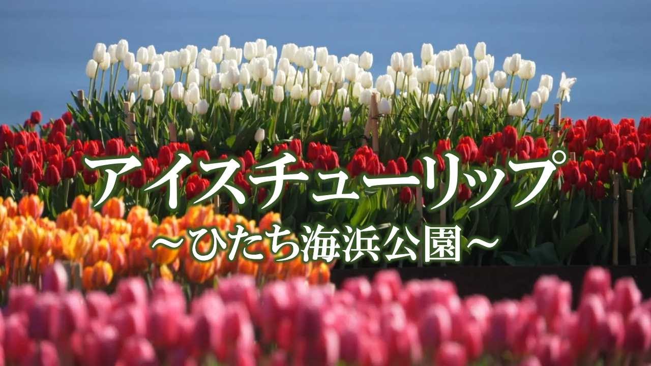 アイスチューリップ ～ひたち海浜公園～ ／ Ice tulips blooming in Hitachi Seaside Park