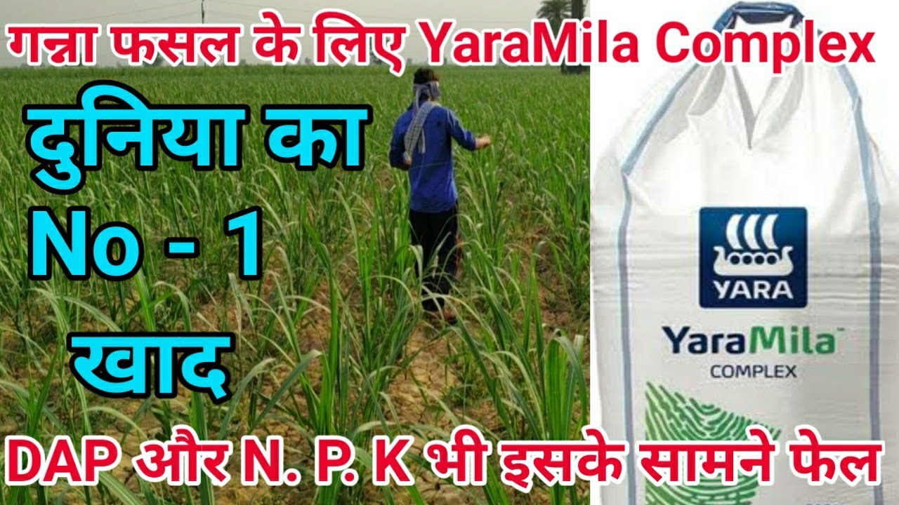गन्ना फसल की बढ़वार के लिए करें YaraMila Complex का प्रयोग, दुनिया का No-1 खाद, Sugarcane crop.
