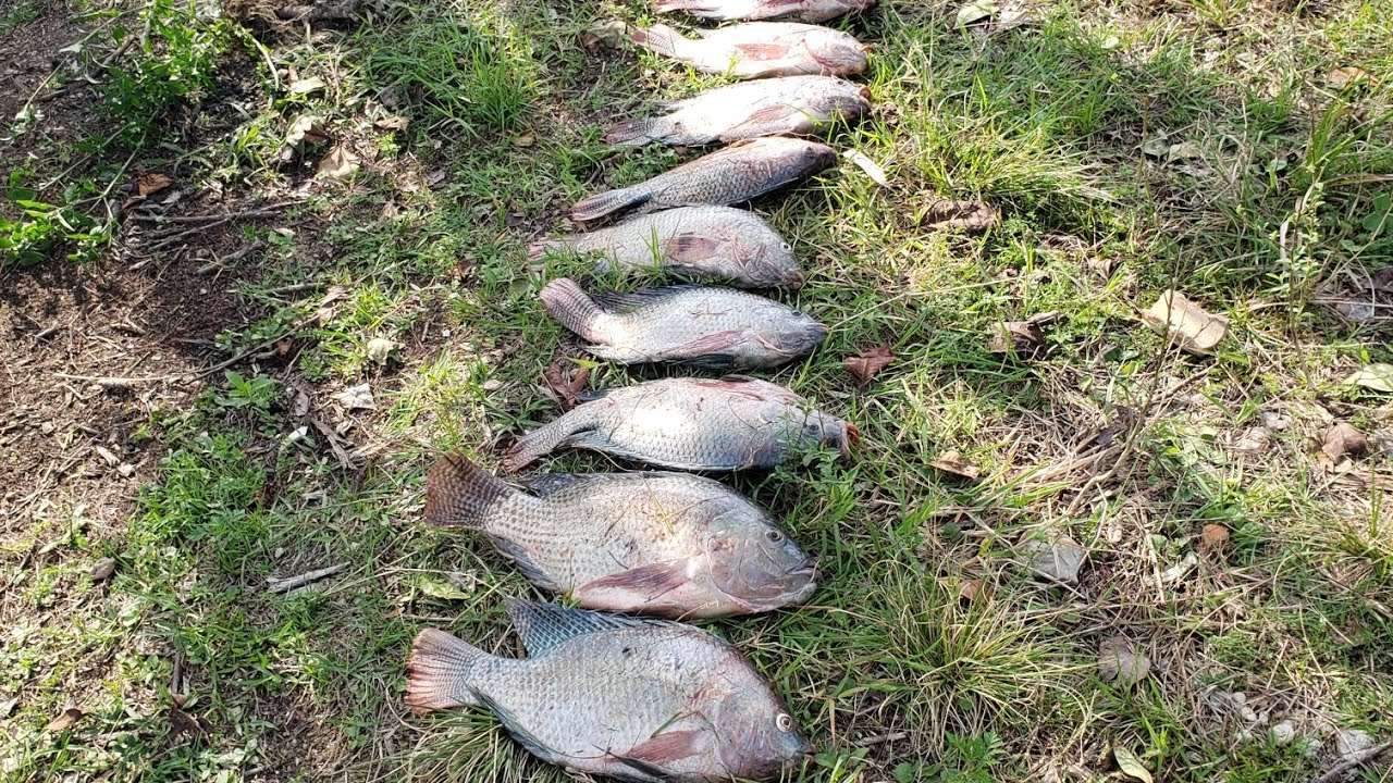 Pesca e ca&ccedil;a, isso &eacute; pesca com estilingue!