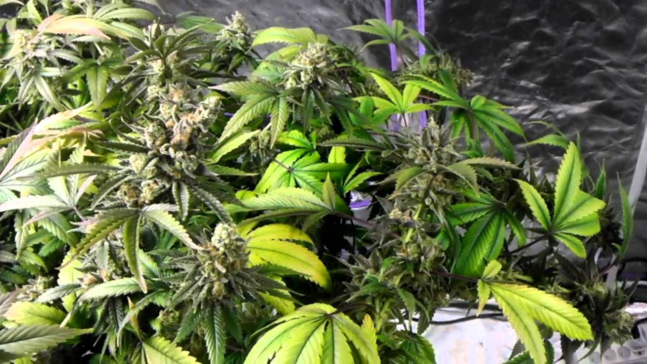 Spliff's Garden ~ Pro-420-Par/420-pfr-Pontoon Bloom Boom Room ~ 2-6-13