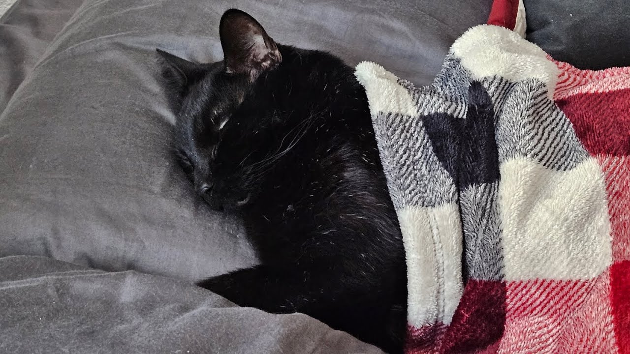 Wrench Sleeping Like He Just Worked 12 Hours