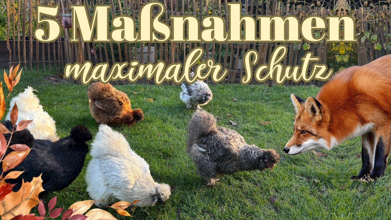 Hühner vor Fuchs schützen - 5 Maßnahmen für deinen Hühnerstall 🦊🐔