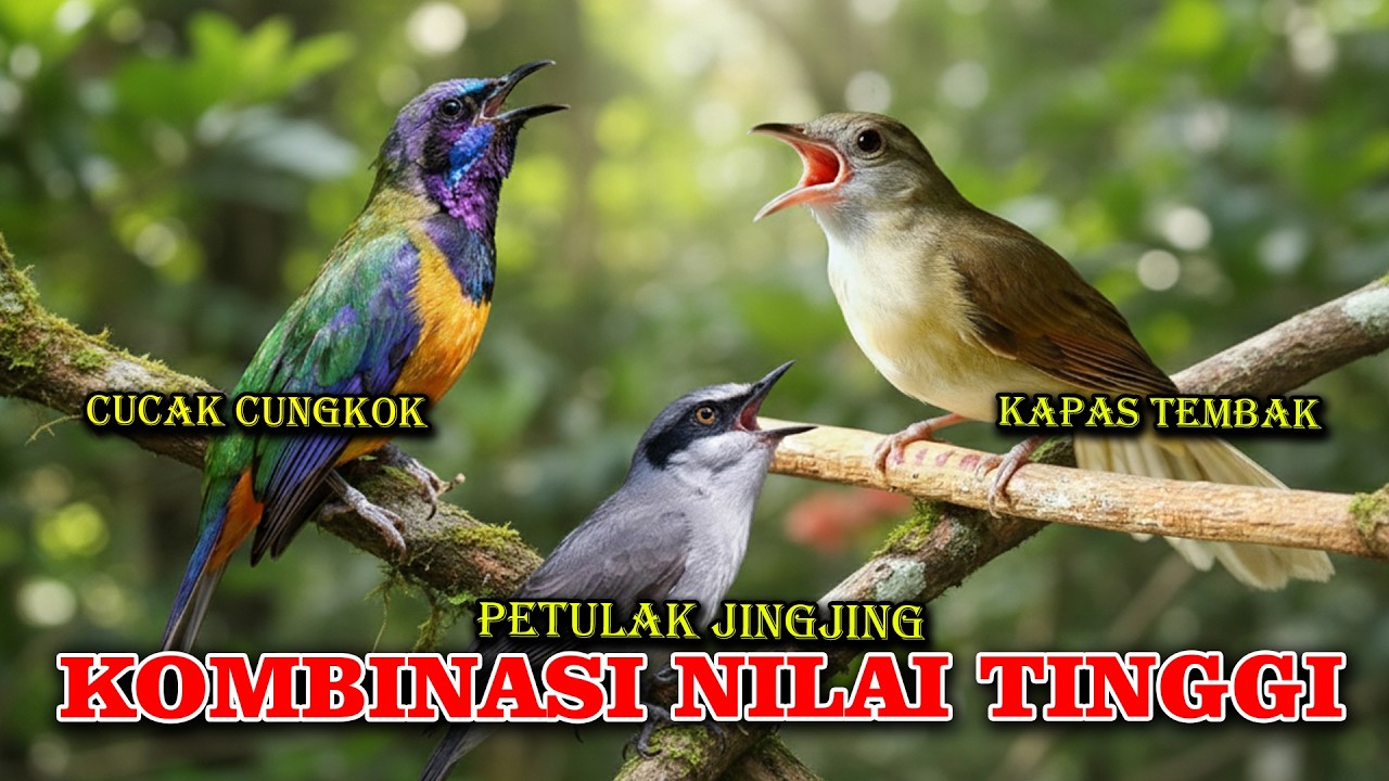 MASTERAN KOMBINASI NILAI TINGGI PETULAK JINGJING KAPAS TEMBAK CUCAK CUNGKOK