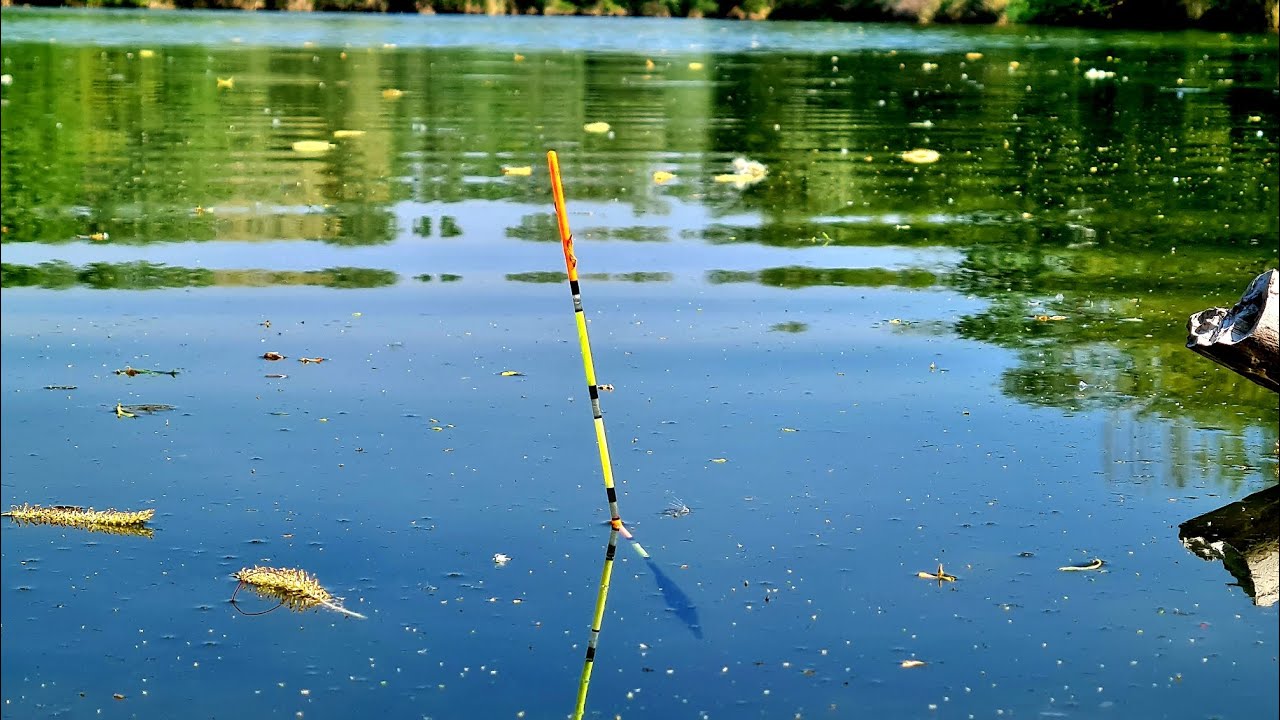 Chytáni ryb na splávek/Lov Kapra na Plavák/Extrémna rybačka/Lov na Splávek/#Beastcarpeu #carpfishing