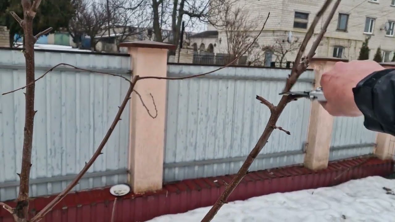 Весняна обрізка Черешні