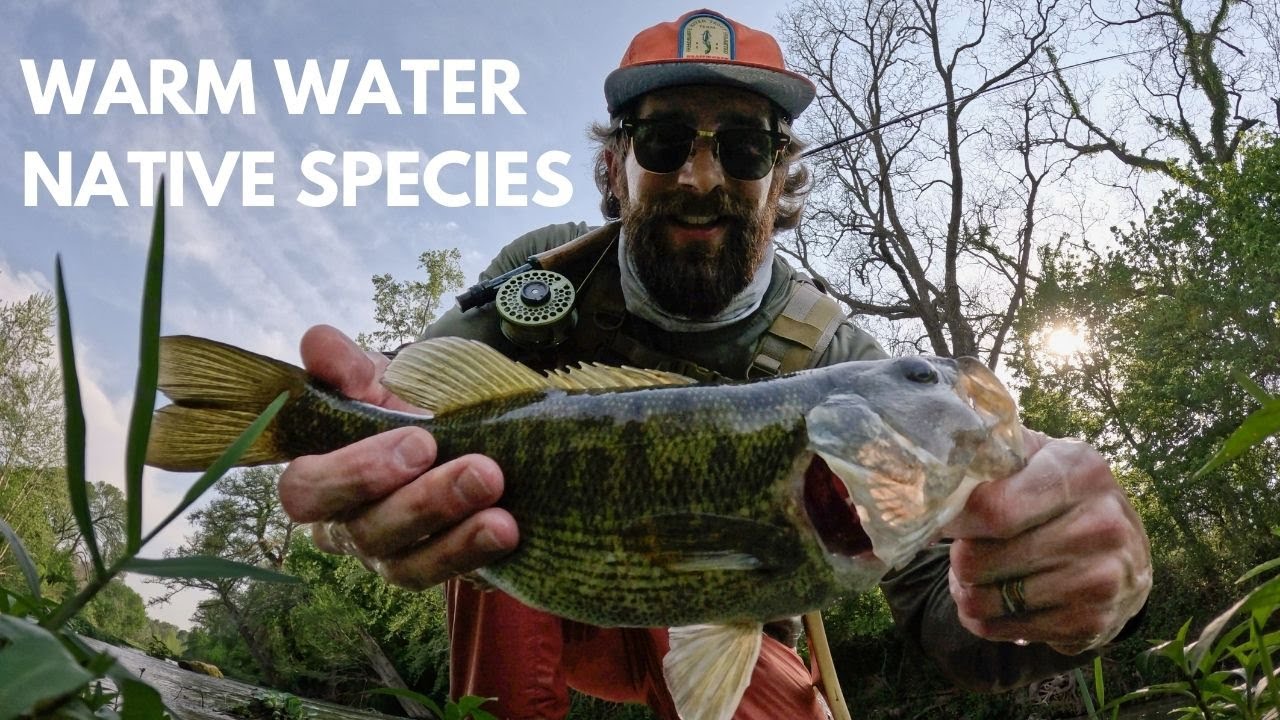 Warm Water Fly Fishing: Central Texas Guadalupe Bass & More