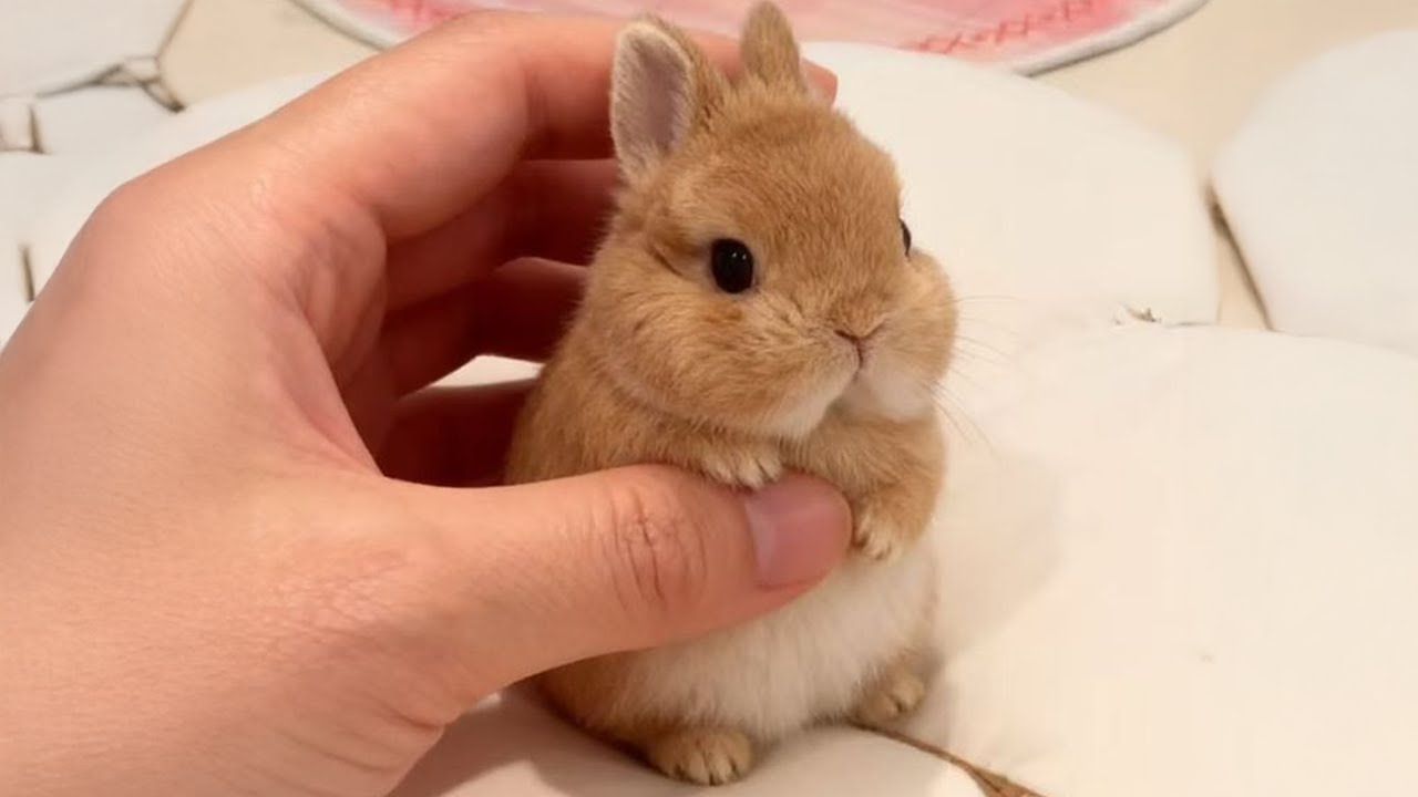 Funny Videos of Little Bunnies 🐇Cute Rabbit Ever