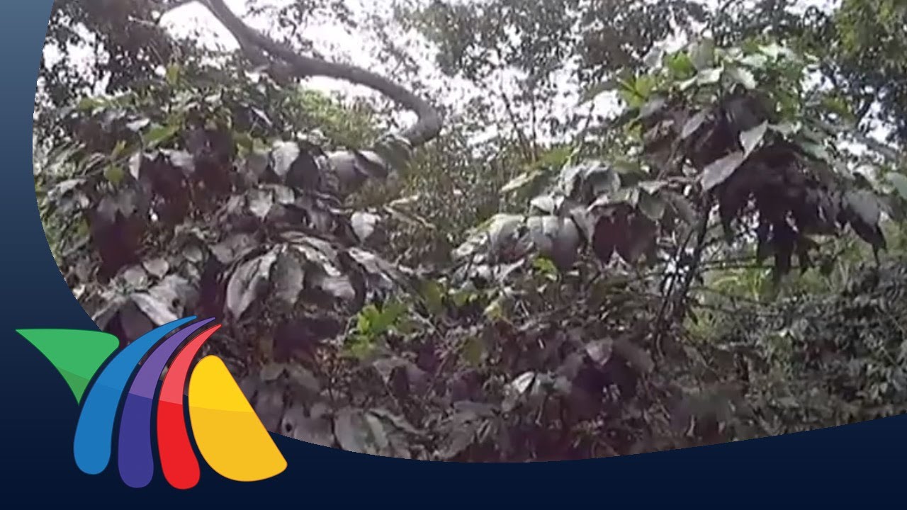 Caf&eacute; de Coatepec, tesoro de los mexicanos