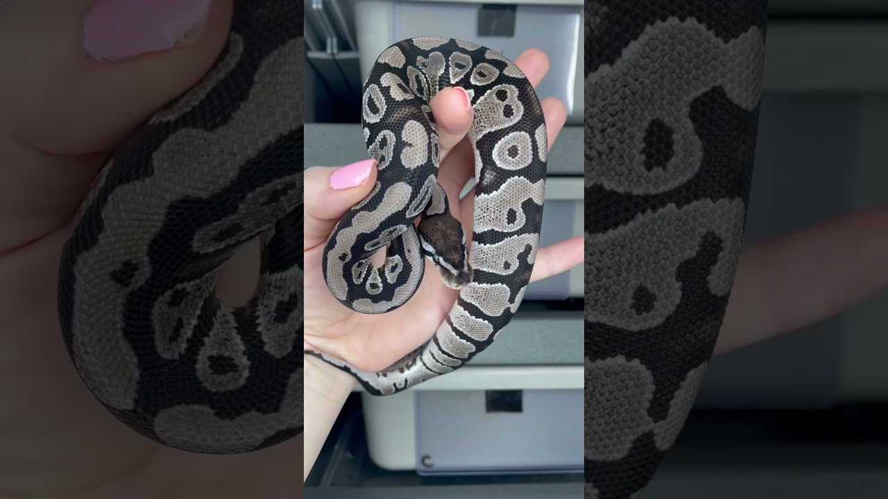VPI Axanthic het Clown 