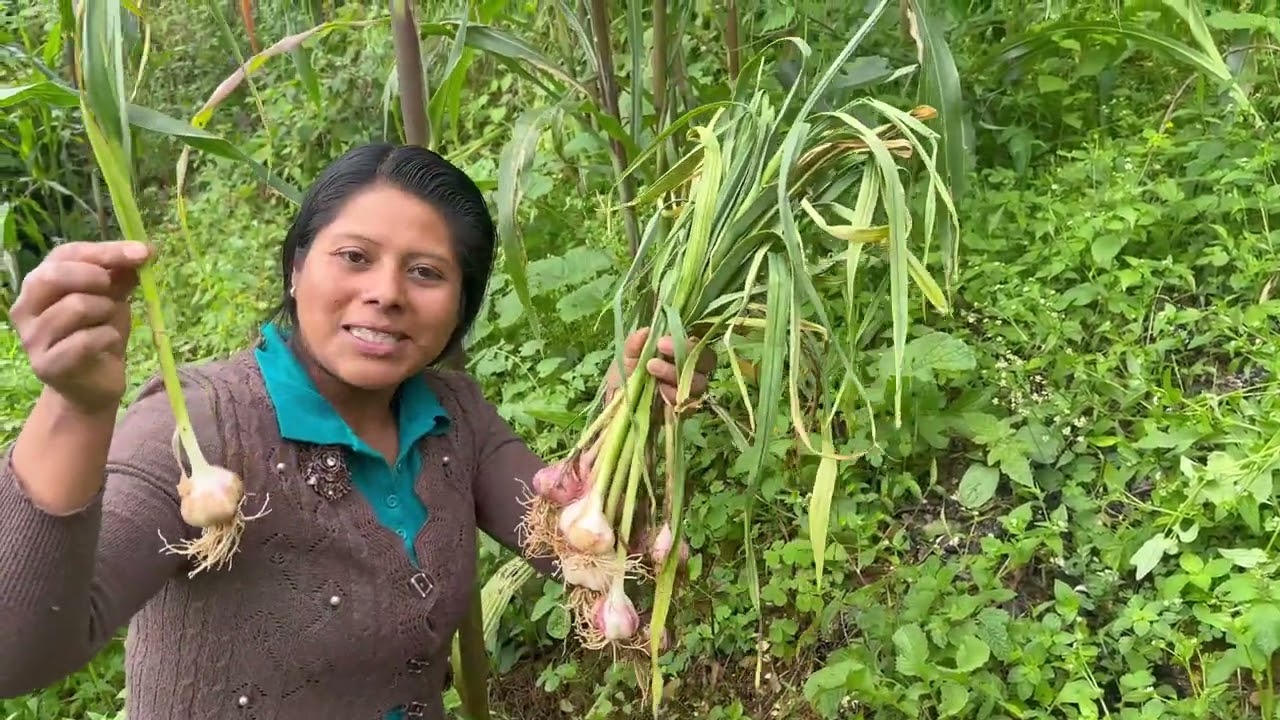 ✅️😀 Fui al campo a cosechar mis ajos en un día lluvioso 