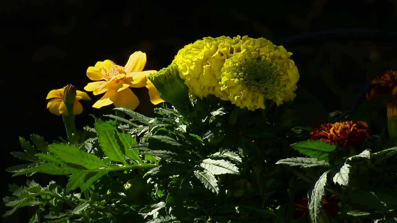 Flower Of The Week - Marygold