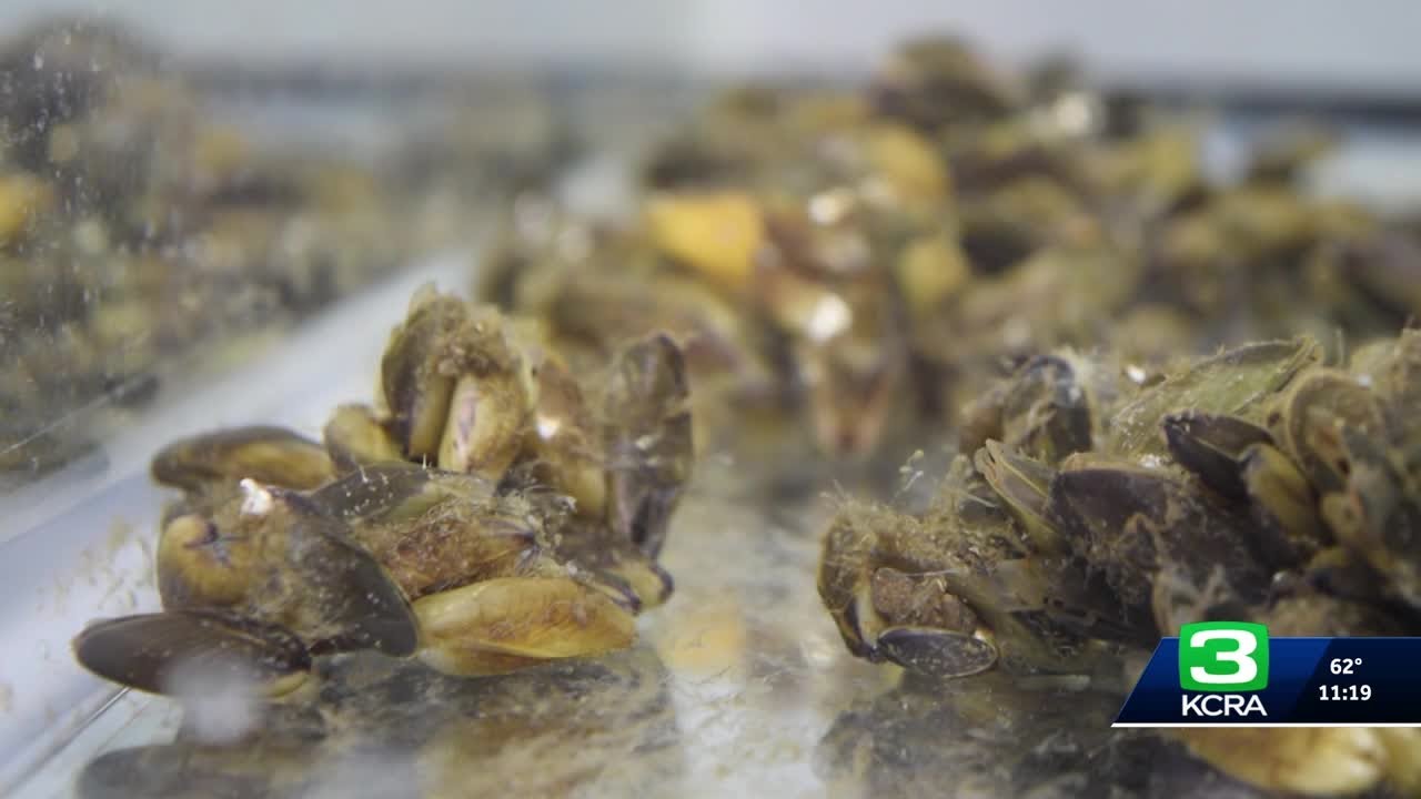 Scientist in Davis working on solution to invasive Golden Mussels