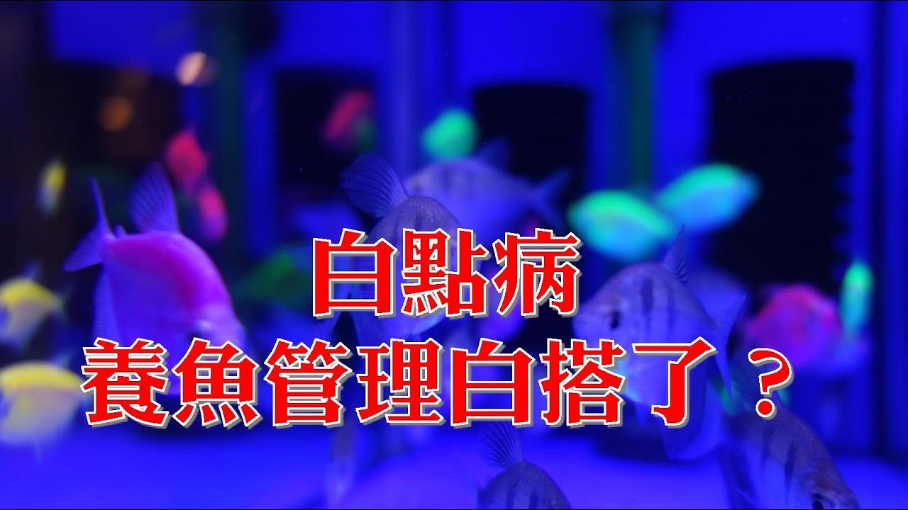 白點病 養魚管理白搭了？